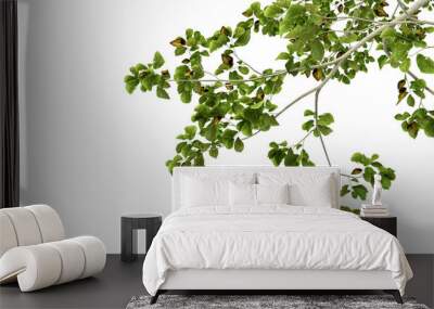 Green leaves isolated on white Wall mural