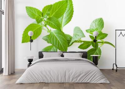 Fresh mint leaves isolated on white background Wall mural