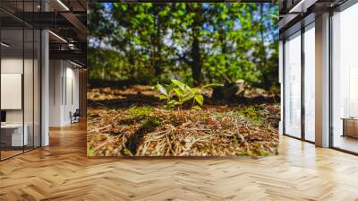 Close up of small new small plant trees growing out of the forest soil sun shining on new plants Wall mural