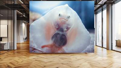 baby stingray fish Wall mural