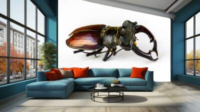 European stag beetle on white background Wall mural