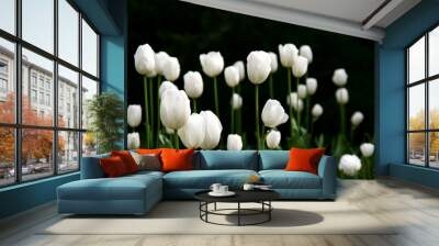 white tulips Wall mural