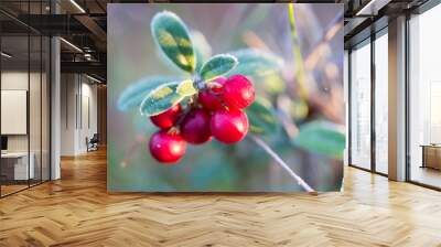 A beautiful frozen cranberries in a morning wetlands. Healthy food with vitamins. Closeup with shallow depth of field. Wall mural