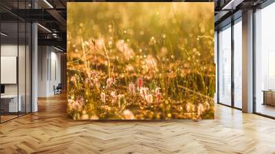 A beautiful great sundew growing on the marsh ground in morning light. A beautiful summer sunrise scenery. Wall mural