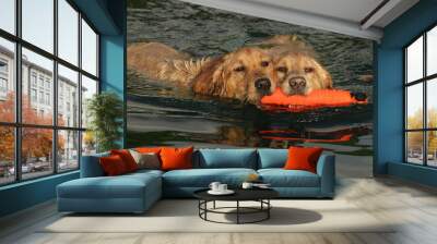 Closeup shot of two Golden Retrievers swimming with an orange floating bumper in a lake Wall mural