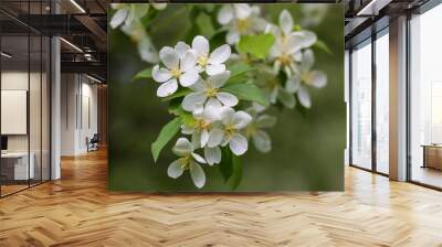 Apple tree flowers on sunny spring day. Wall mural