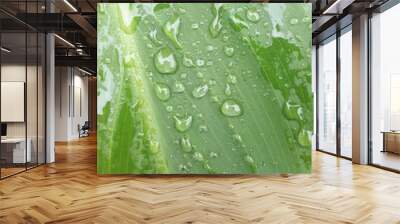 Drop of dew in morning on leaf with sun light Wall mural