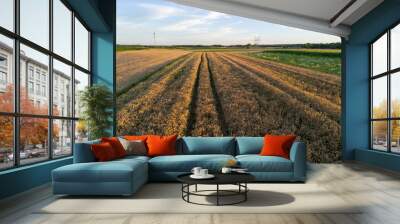 Golden fields under a blue sky, showcasing the beauty of rural landscapes. Ideal for agriculture and nature themes. Wall mural