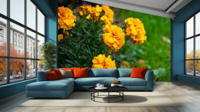 Marigold flower blossom in garden. Head of orange and yellow marigold plant background Wall mural