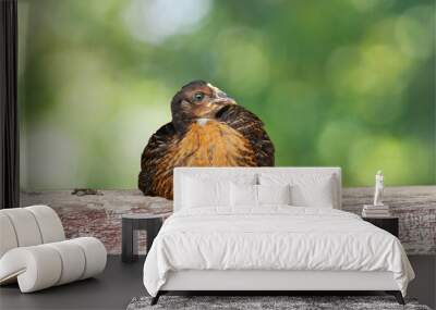 Young hen sitting on a plank on green garden background. Wall mural