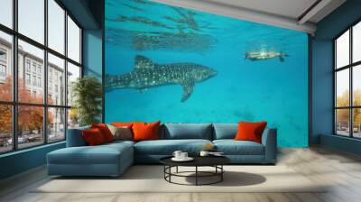 Female woman swimming with massive whale shark Wall mural