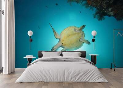 Sea Turtle lit from Below with Sunburst Wall mural