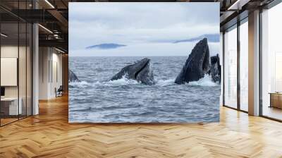 Super closeup of humpback whales working together in bubble net feeding behavior  Wall mural