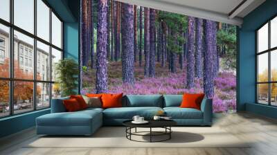 purple flower Eurasian heath, which grows abundantly in pine forests on wild, sandy soils. Wall mural