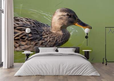 Close up of a duck on a green water pond. Wall mural