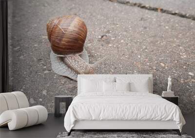 A large snail with a shell crawls along the road. Wall mural