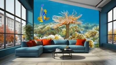 A marine worm with a tropical fish underwater in a reef of the Caribbean sea Wall mural