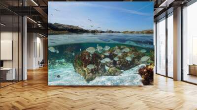 Atlantic ocean seascape, shoal of seabream fish underwater and rocky shore with gulls, split level view over and under water surface, Spain, Galicia, Rias Baixas Wall mural