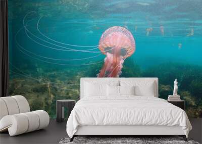 Beautiful jellyfish underwater in Mediterranean sea, Mauve stinger Pelagia noctiluca Wall mural