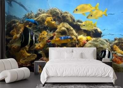 Colorful tropical fish in a shallow coral reef with sea sponges and marine worms, Caribbean sea Wall mural