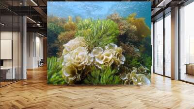 Green and brown algae underwater ocean, Codium tomentosum, Padina pavonica, Cystoseira tamariscifolia, Atlantic, Spain, Galicia Wall mural