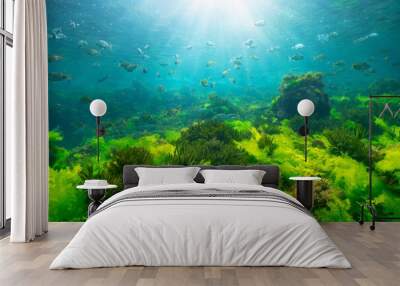 Green seaweed underwater with sunlight and shoal of fish, natural seascape in the Atlantic ocean, Spain, Galicia, Rias Baixas Wall mural