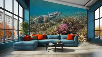 Healthy coral reef with two green sea turtle underwater, Pacific ocean, Oceania Wall mural