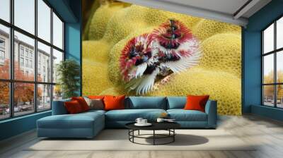 Marine life, Christmas tree worm, Spirobranchus giganteus, fixed on lobe coral, underwater in the Pacific ocean, Polynesia, Cook islands Wall mural