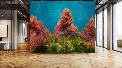 Red and green algae with blue water, underwater colors in the ocean  (mostly Asparagopsis armata and Ulva lactuca seaweeds), eastern Atlantic, Spain Wall mural