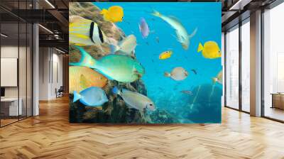 Tropical fish school in a coral reef Wall mural