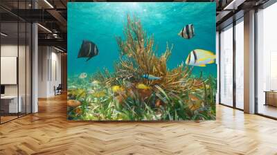 Tropical fish with coral underwater below water surface in the Caribbean sea, natural scene, Greater Antilles, Cuba Wall mural