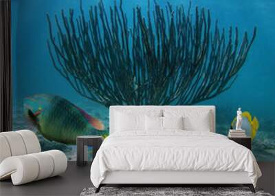 Underwater sea colorful fish with a starfish and sea rod coral on sandy seabed, Caribbean sea Wall mural