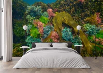 Various seaweed with different colors underwater in the Atlantic ocean, natural scene, Spain, Galicia, Rias Baixas Wall mural