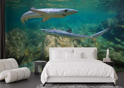 Young blue sharks underwater, Prionace glauca, Atlantic ocean, Galicia, Spain Wall mural