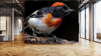 Cebu Flowerpecker in natural environment Wall mural