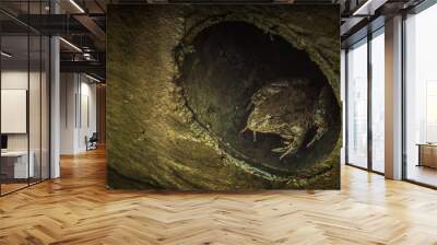 Frog in the sewers Wall mural