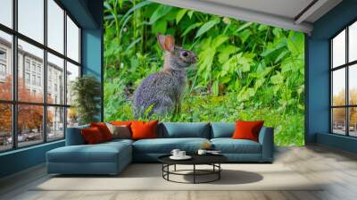 Bunny in the backyard Wall mural