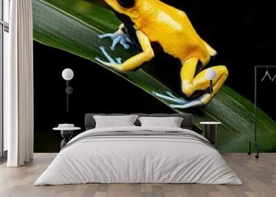 a yellow frog on a leaf Wall mural