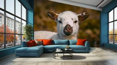 Cute lamb with white and brown face Wall mural