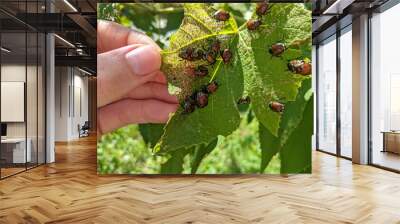 A large group of Japanese beetles (popillia japonica) eat a grape leaf. Wall mural