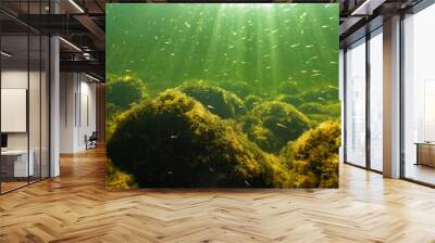 Sun rays penetrating green ocean water with plenty of small fish. Stones covered by yellow seaweed Wall mural