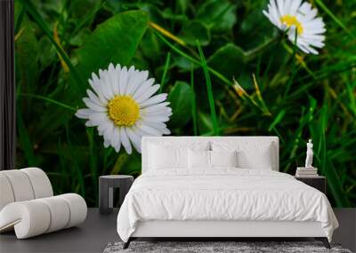 Two daisies blooming in late winter in France Wall mural