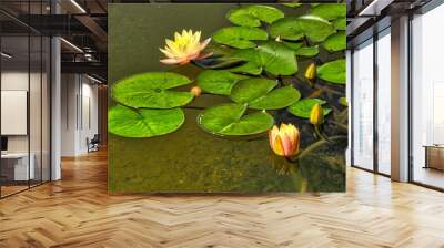 Lily Pond Flower blooms Wall mural