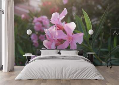 Nerium oleander  plant with pink flowers Wall mural