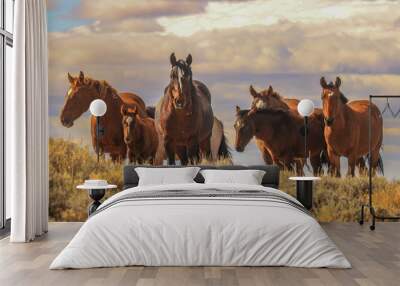 wild mustangs pilot butte Wyoming Wall mural