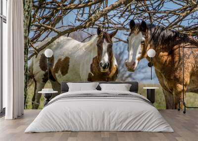 two horses in the field Wall mural