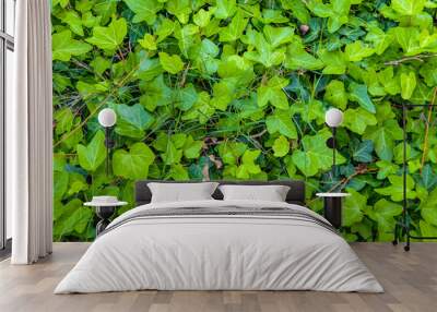 Green Plants Texture Background Wall mural