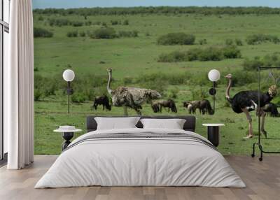 Ostrich on the open plains Wall mural