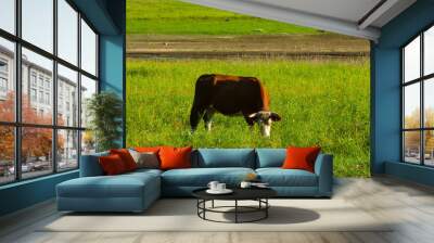 A cow is eating grass in a farm. Wall mural