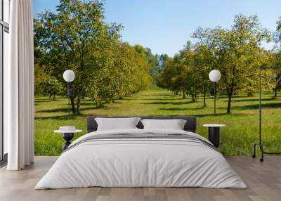 apple trees Wall mural